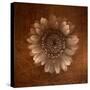 Sepia Gerbera Daisy-Robert Cattan-Stretched Canvas