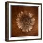 Sepia Gerbera Daisy-Robert Cattan-Framed Photographic Print