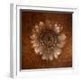 Sepia Gerbera Daisy-Robert Cattan-Framed Photographic Print