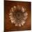 Sepia Gerbera Daisy-Robert Cattan-Mounted Photographic Print