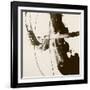 Sepia H-Franka Palek-Framed Giclee Print