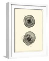 Sepia Jellyfish-Vision Studio-Framed Art Print