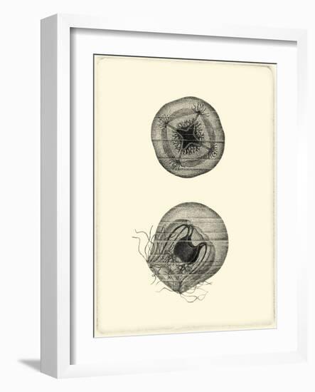 Sepia Jellyfish-Vision Studio-Framed Art Print