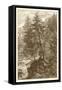 Sepia Larch Tree-Ernst Heyn-Framed Stretched Canvas