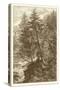 Sepia Larch Tree-Ernst Heyn-Stretched Canvas