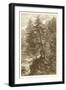 Sepia Larch Tree-Ernst Heyn-Framed Art Print