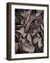 Sepia Leaves-Tim Kahane-Framed Photographic Print