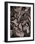 Sepia Leaves-Tim Kahane-Framed Photographic Print