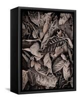 Sepia Leaves-Tim Kahane-Framed Stretched Canvas