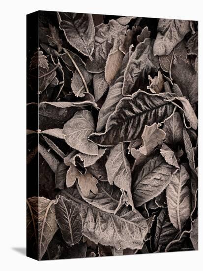 Sepia Leaves-Tim Kahane-Stretched Canvas