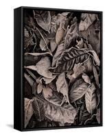 Sepia Leaves-Tim Kahane-Framed Stretched Canvas