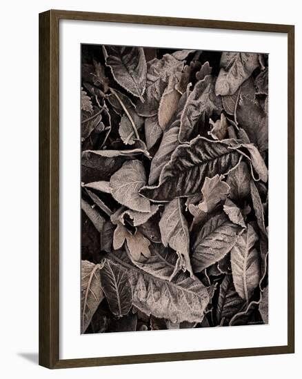 Sepia Leaves-Tim Kahane-Framed Photographic Print