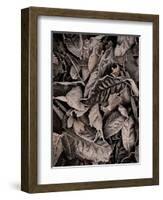Sepia Leaves-Tim Kahane-Framed Photographic Print