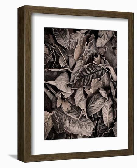 Sepia Leaves-Tim Kahane-Framed Photographic Print