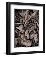 Sepia Leaves-Tim Kahane-Framed Photographic Print