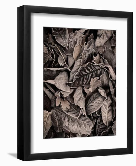 Sepia Leaves-Tim Kahane-Framed Photographic Print