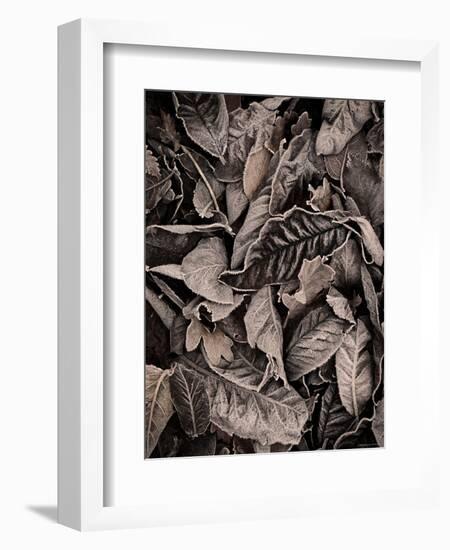 Sepia Leaves-Tim Kahane-Framed Photographic Print