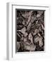 Sepia Leaves-Tim Kahane-Framed Photographic Print