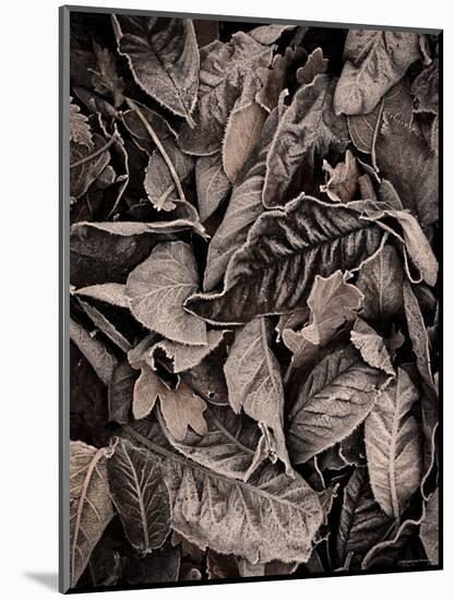 Sepia Leaves-Tim Kahane-Mounted Photographic Print