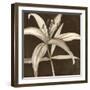 Sepia Lily II-Jennifer Goldberger-Framed Art Print