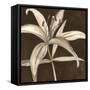 Sepia Lily II-Jennifer Goldberger-Framed Stretched Canvas