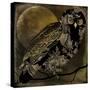 Sepia Moon Owl-Mindy Sommers-Stretched Canvas