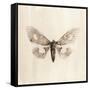 Sepia Moth-Incado-Framed Stretched Canvas