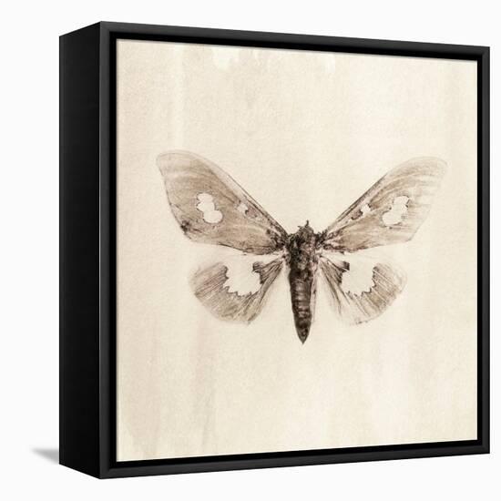 Sepia Moth-Incado-Framed Stretched Canvas