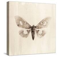 Sepia Moth-Incado-Stretched Canvas