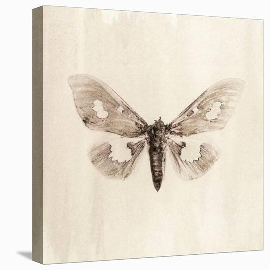 Sepia Moth-Incado-Stretched Canvas