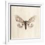 Sepia Moth-Incado-Framed Art Print