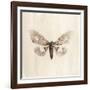 Sepia Moth-Incado-Framed Art Print