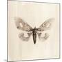 Sepia Moth-Incado-Mounted Art Print