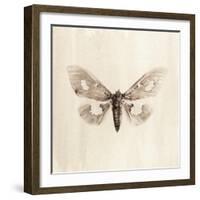 Sepia Moth-Incado-Framed Art Print