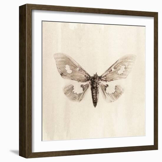 Sepia Moth-Incado-Framed Art Print