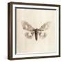 Sepia Moth-Incado-Framed Art Print