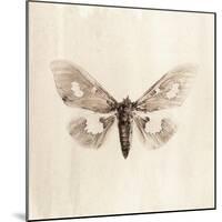 Sepia Moth-Incado-Mounted Art Print