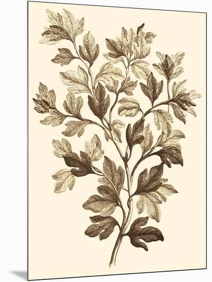 Sepia Munting Foliage I-Abraham Munting-Mounted Art Print