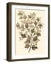 Sepia Munting Foliage I-Abraham Munting-Framed Art Print