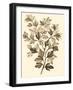 Sepia Munting Foliage I-Abraham Munting-Framed Art Print