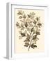 Sepia Munting Foliage I-Abraham Munting-Framed Art Print