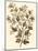 Sepia Munting Foliage I-Abraham Munting-Mounted Art Print