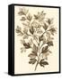 Sepia Munting Foliage I-Abraham Munting-Framed Stretched Canvas