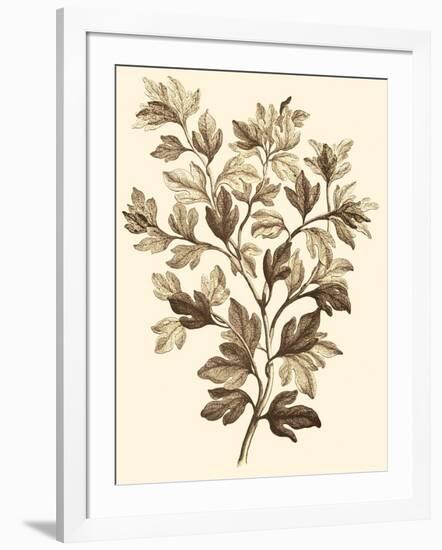 Sepia Munting Foliage I-Abraham Munting-Framed Art Print