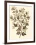 Sepia Munting Foliage I-Abraham Munting-Framed Art Print