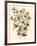 Sepia Munting Foliage I-Abraham Munting-Framed Art Print