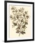 Sepia Munting Foliage I-Abraham Munting-Framed Art Print