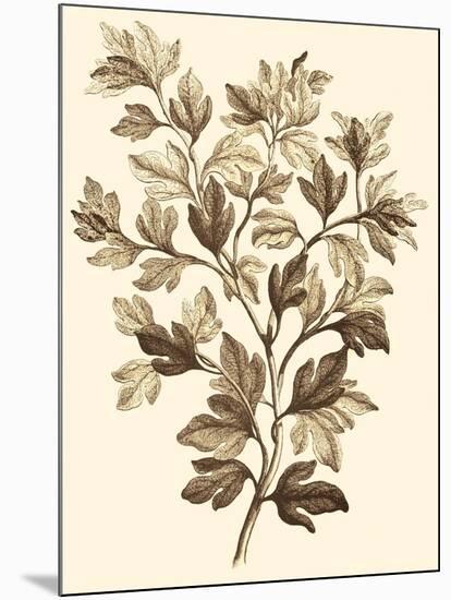 Sepia Munting Foliage I-Abraham Munting-Mounted Art Print