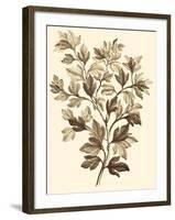 Sepia Munting Foliage I-Abraham Munting-Framed Art Print