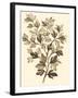 Sepia Munting Foliage I-Abraham Munting-Framed Art Print